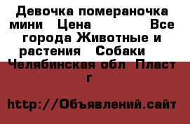 Девочка помераночка мини › Цена ­ 50 000 - Все города Животные и растения » Собаки   . Челябинская обл.,Пласт г.